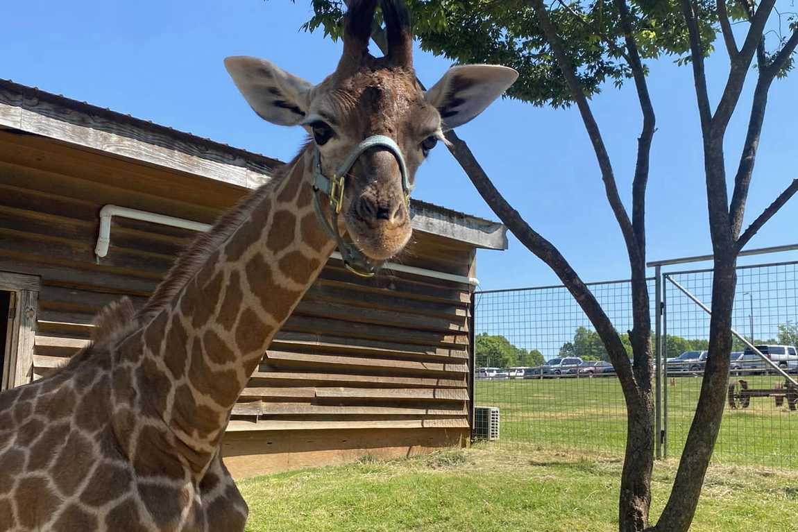 zootastic park photo 1