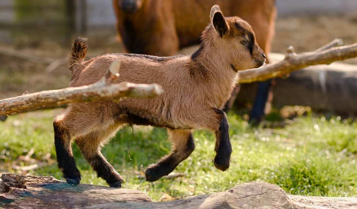 burgzwergen farm photo 1