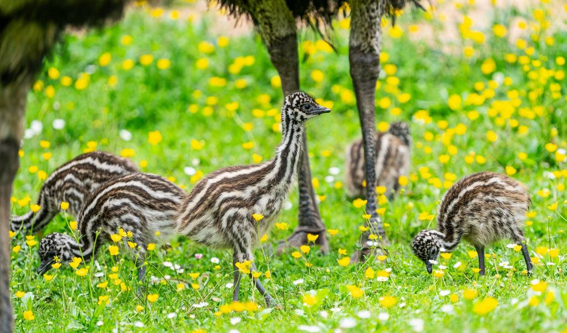 nuremberg zoo photo 5