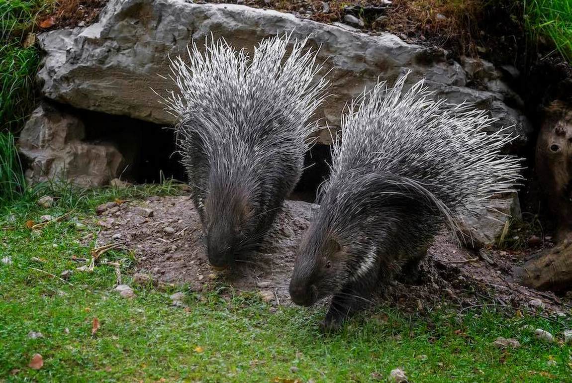 salzburg zoo photo 2
