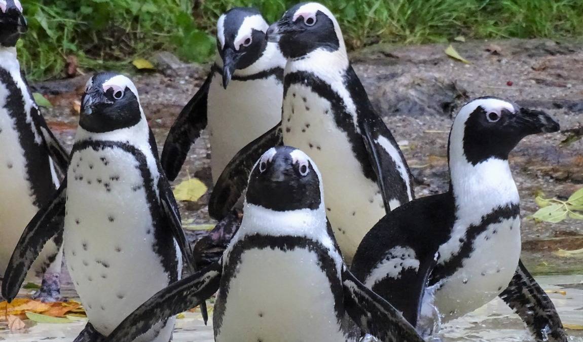 straubing zoo photo 4