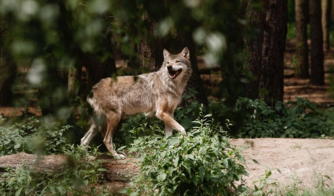 wildpark schorfheide photo 1
