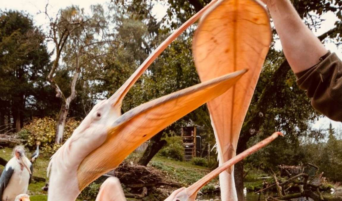 bird park heiligenkirchen photo 4