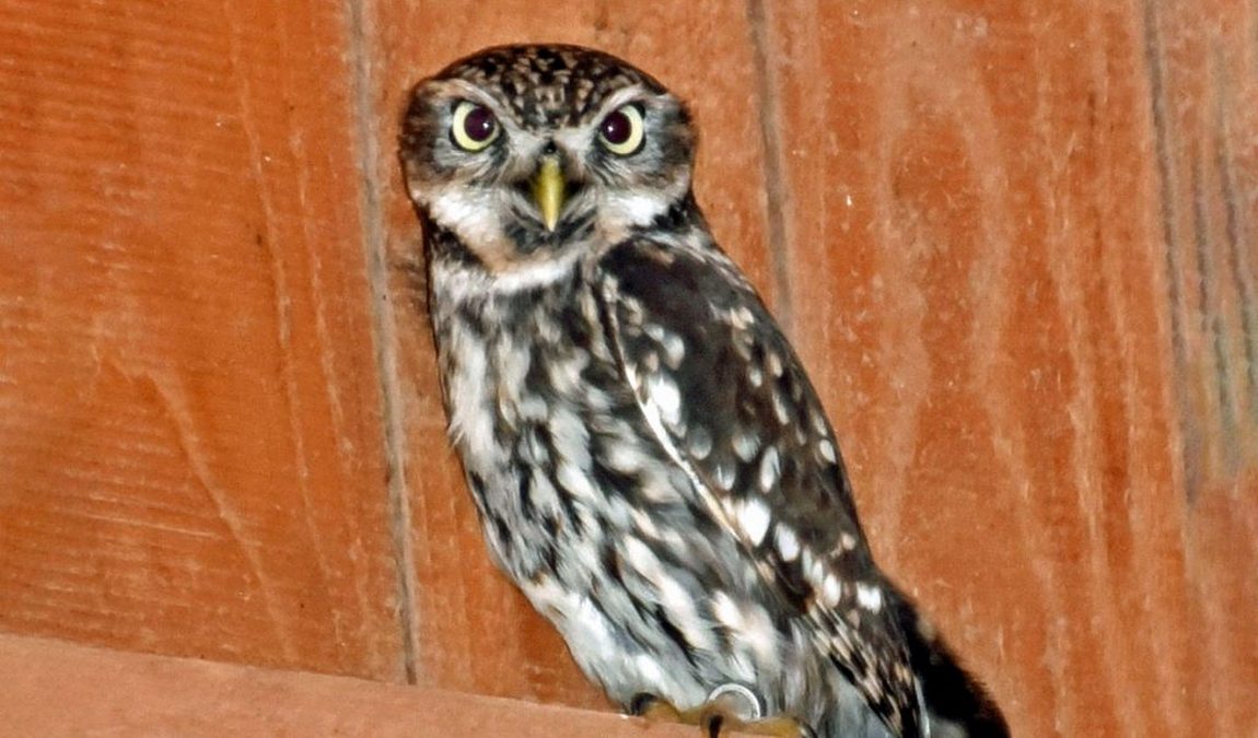 wildlife park in silz photo 4