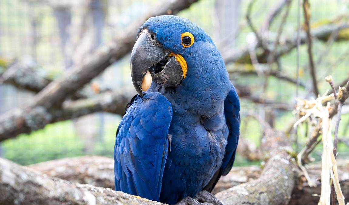 wilhelma zoo and botanical garden photo 7