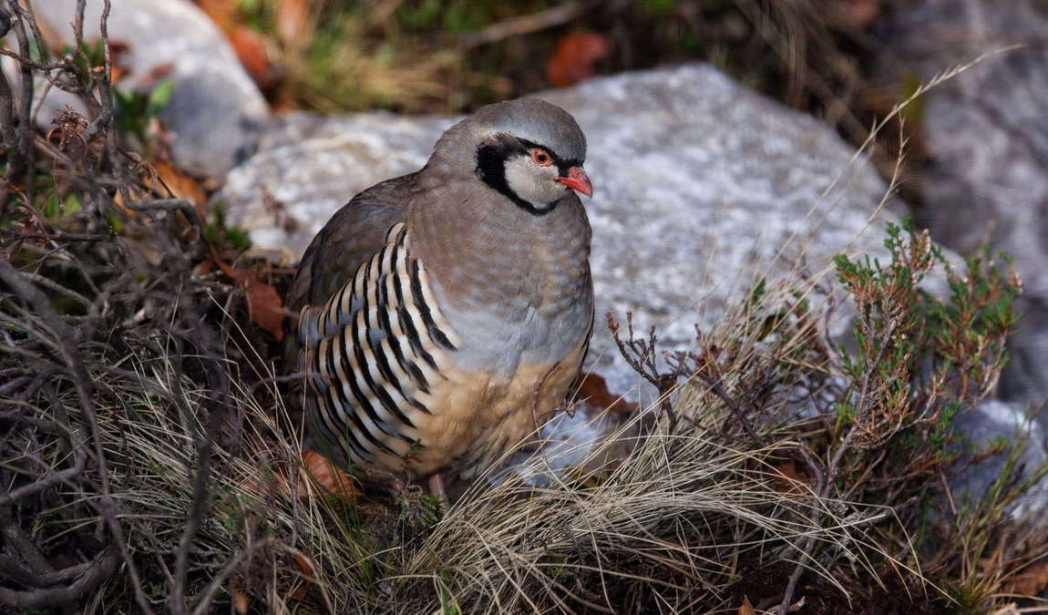 wildpark feldkirch photo 4