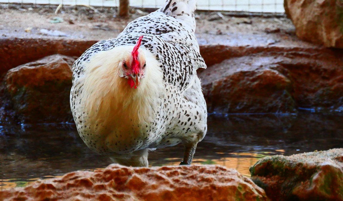 wildpark hundshaupten photo 4