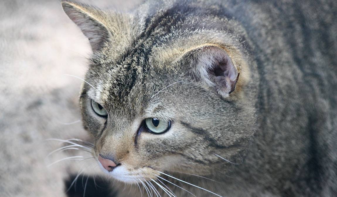 solingen bird and animal park photo 1