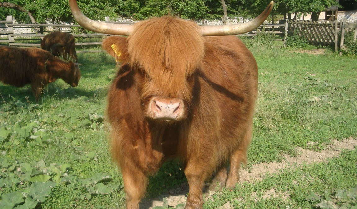 wildpark ernstbrunn photo 2