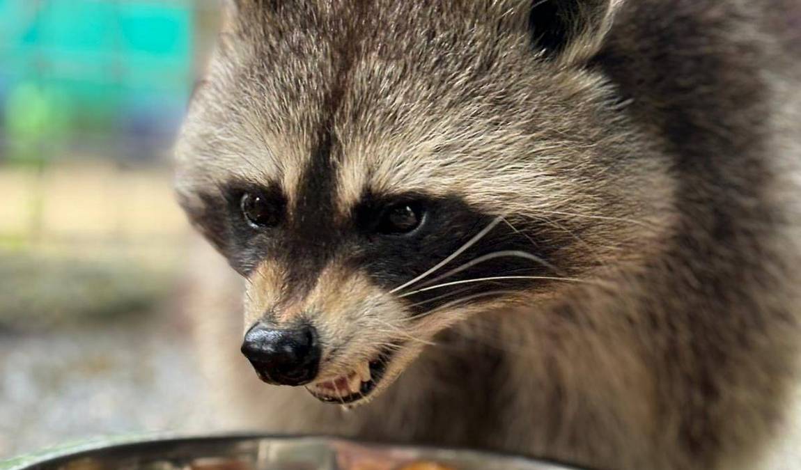 waldzoo offenbach photo 5