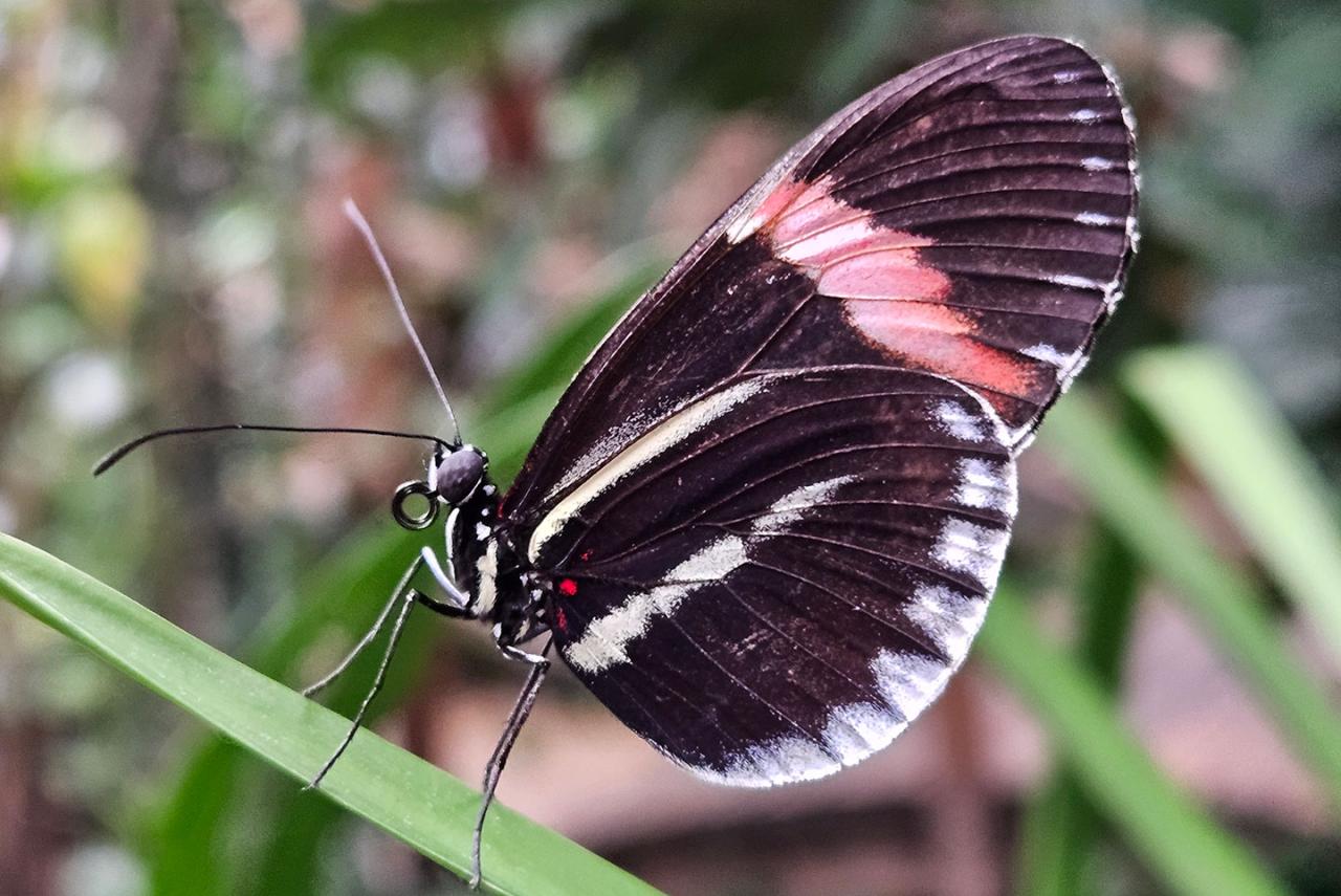 papilonia ostrava photo 1