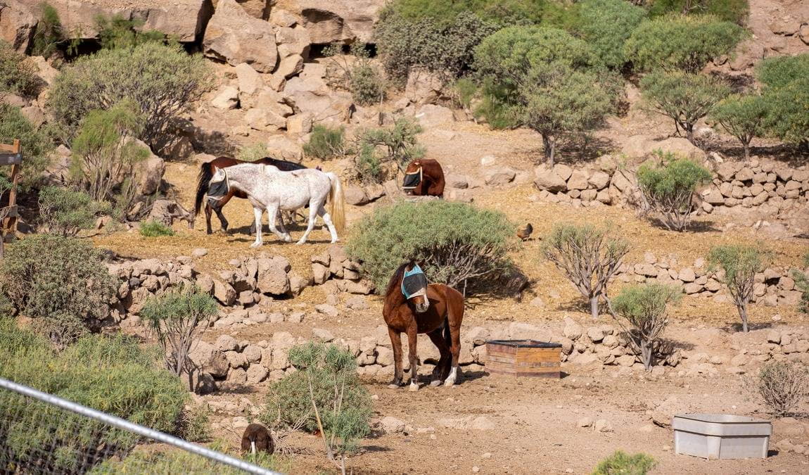 tenerife horse rescue photo 4