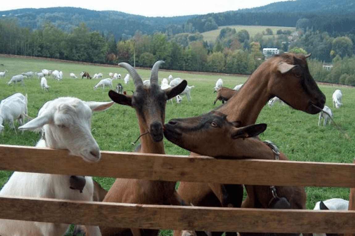 farma penchin photo 2