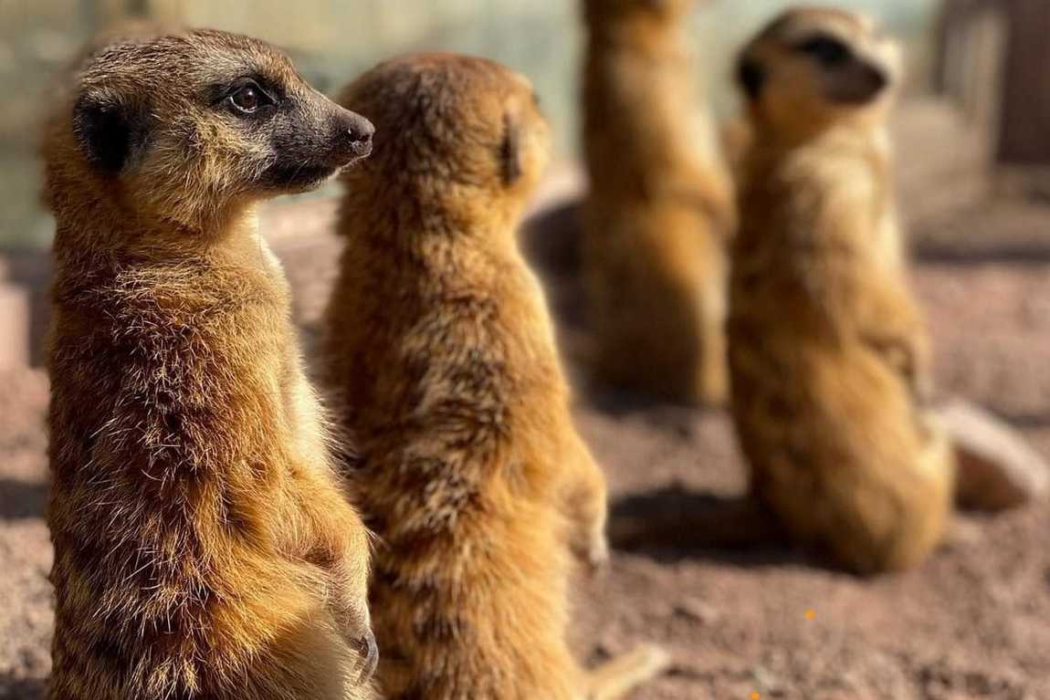 aachener tierpark euregiozoo photo 1