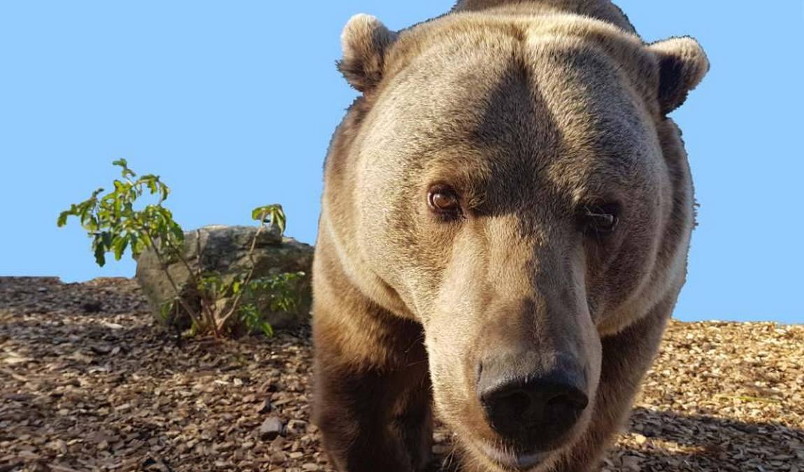 barenhof berghausen photo 2