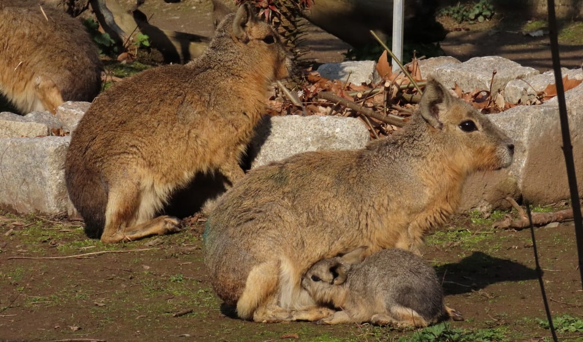 amerika-tierpark limbach-oberfrohna photo 5
