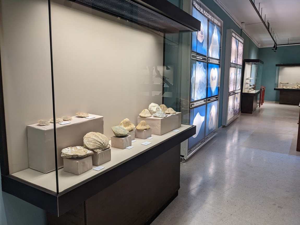 paleontological museum of estepona photo 2