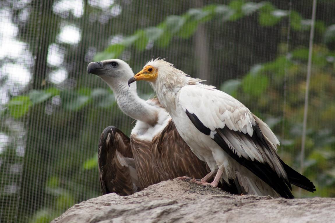 alpenzoo innsbruck photo 1