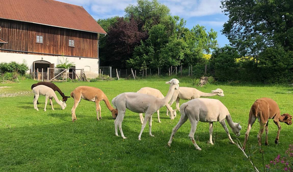 alpakahof ausham photo 1