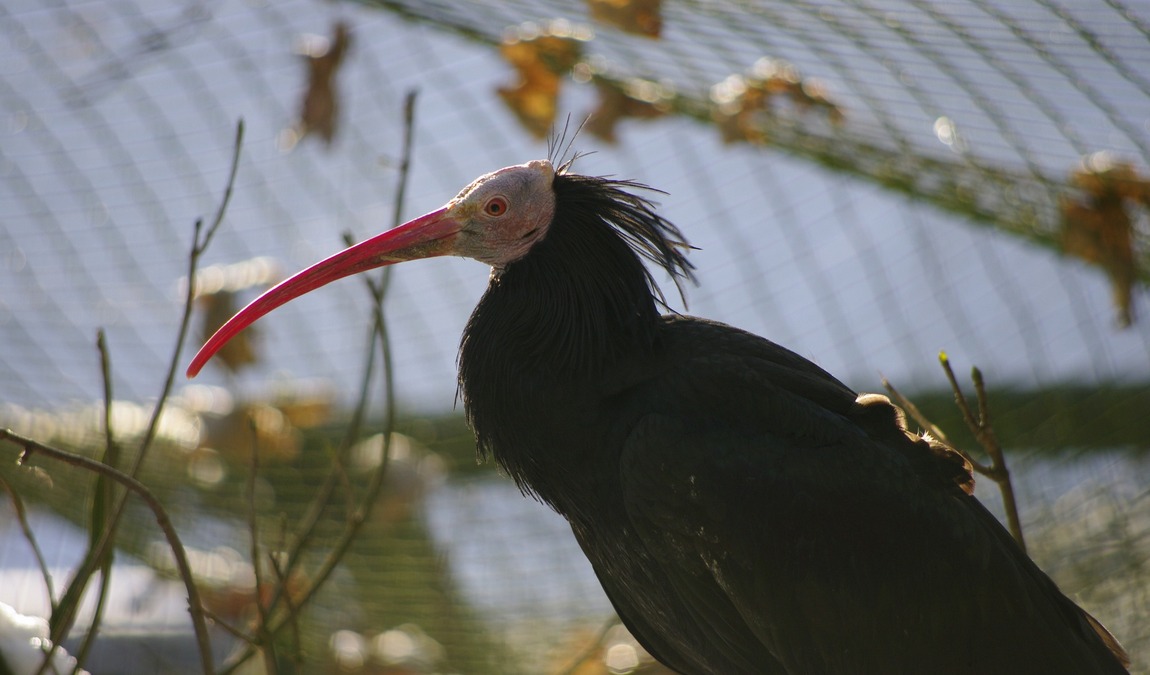 neumünster zoo photo 3