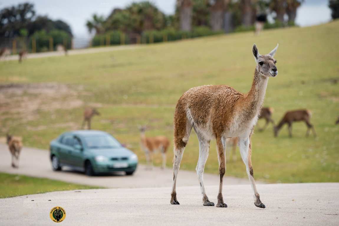 safari madrid photo 2