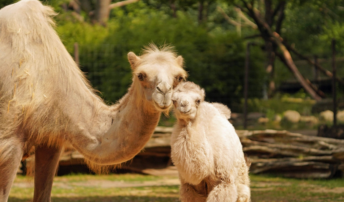 dresden zoo photo 12