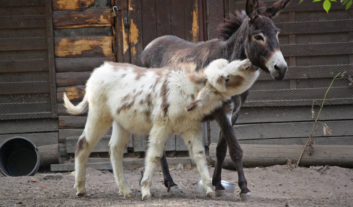 solingen bird and animal park photo 2