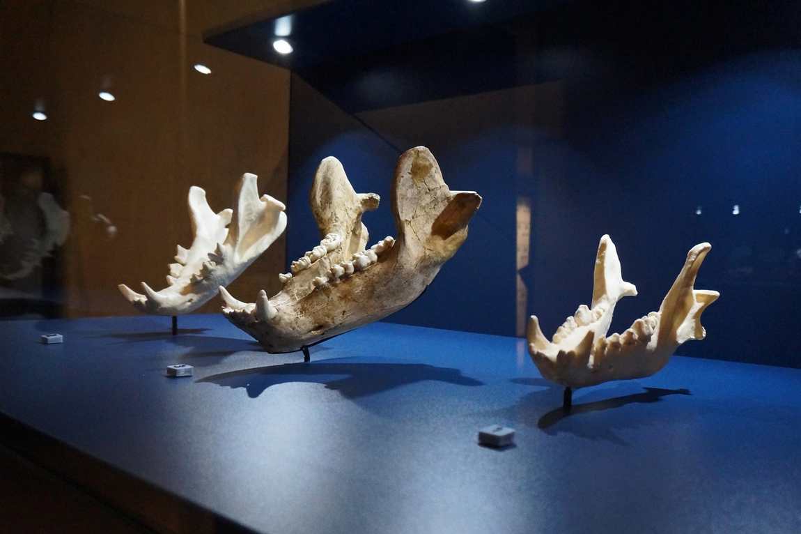 neanderthal museum photo 1