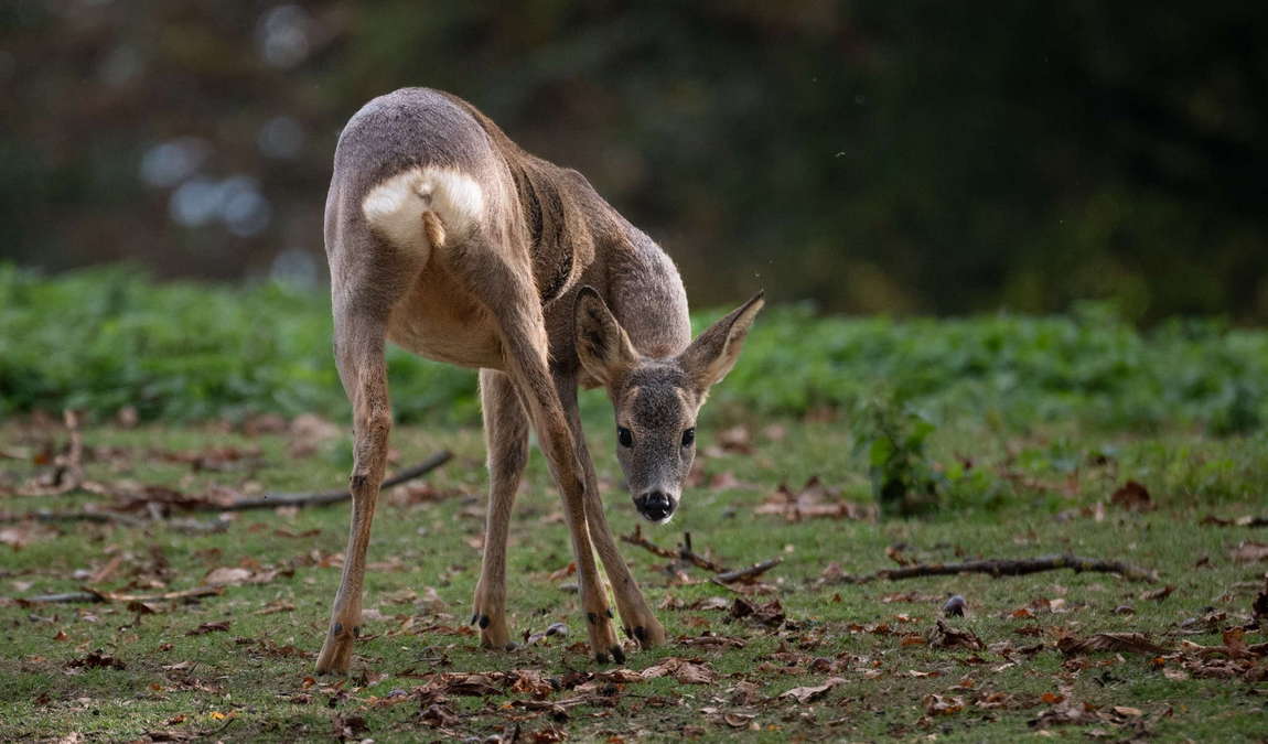wildpark altenfelden photo 1