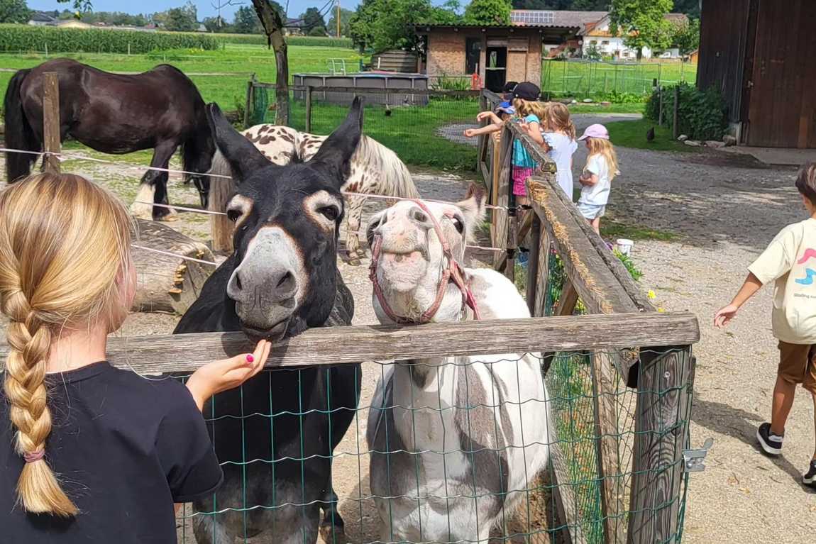 erlebnisbauernhof groedig photo 1