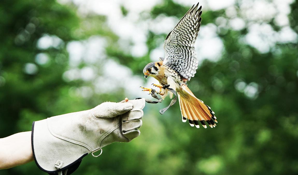 der falkenhof paul klima photo 4