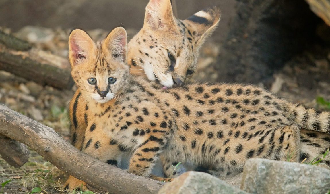 zoo hoyerswerda photo 5