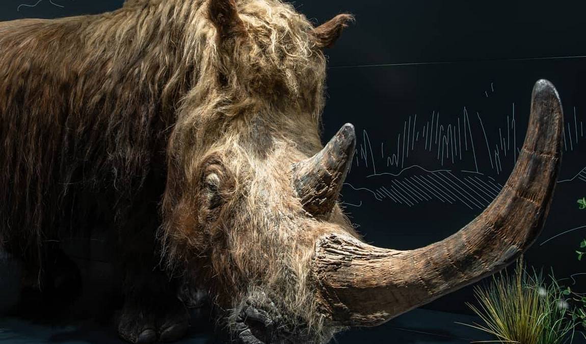 natural history museum photo 2