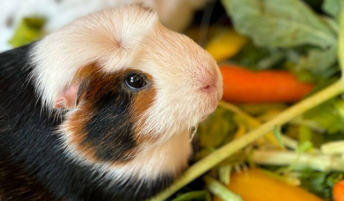 waldzoo offenbach photo 3