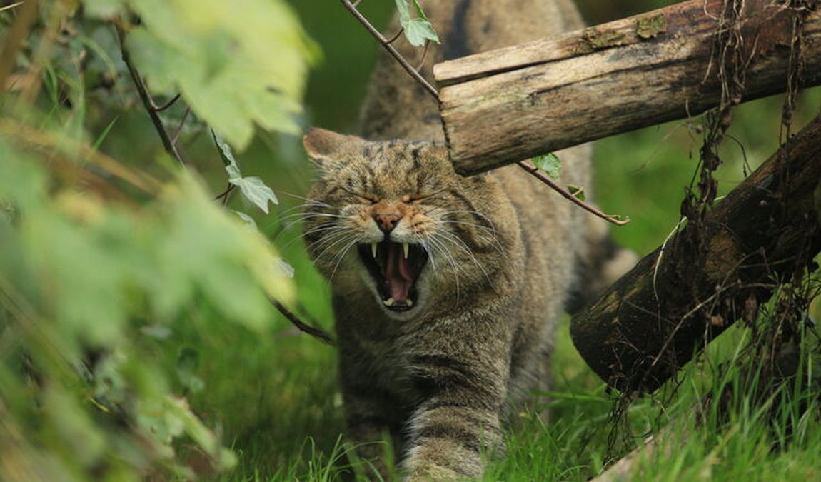 wildpark edersee photo 2