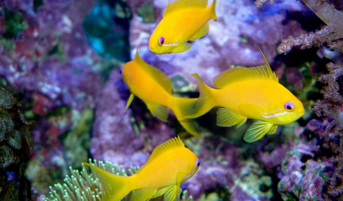 theme park marine aquarium photo 2