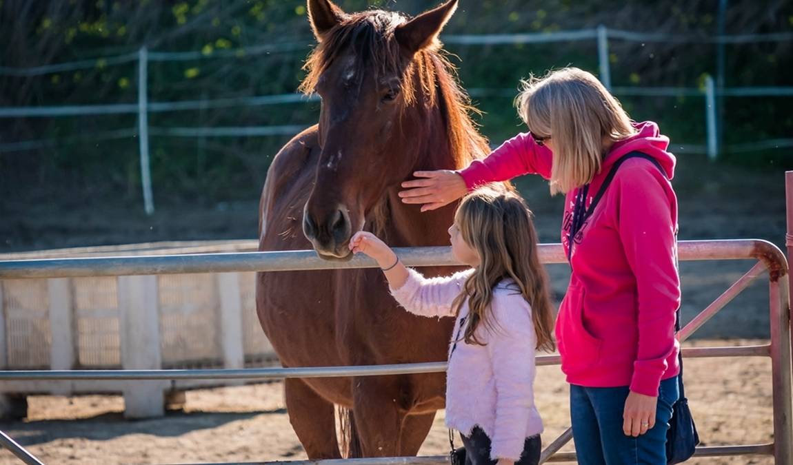 easy horse care rescue centre photo 3