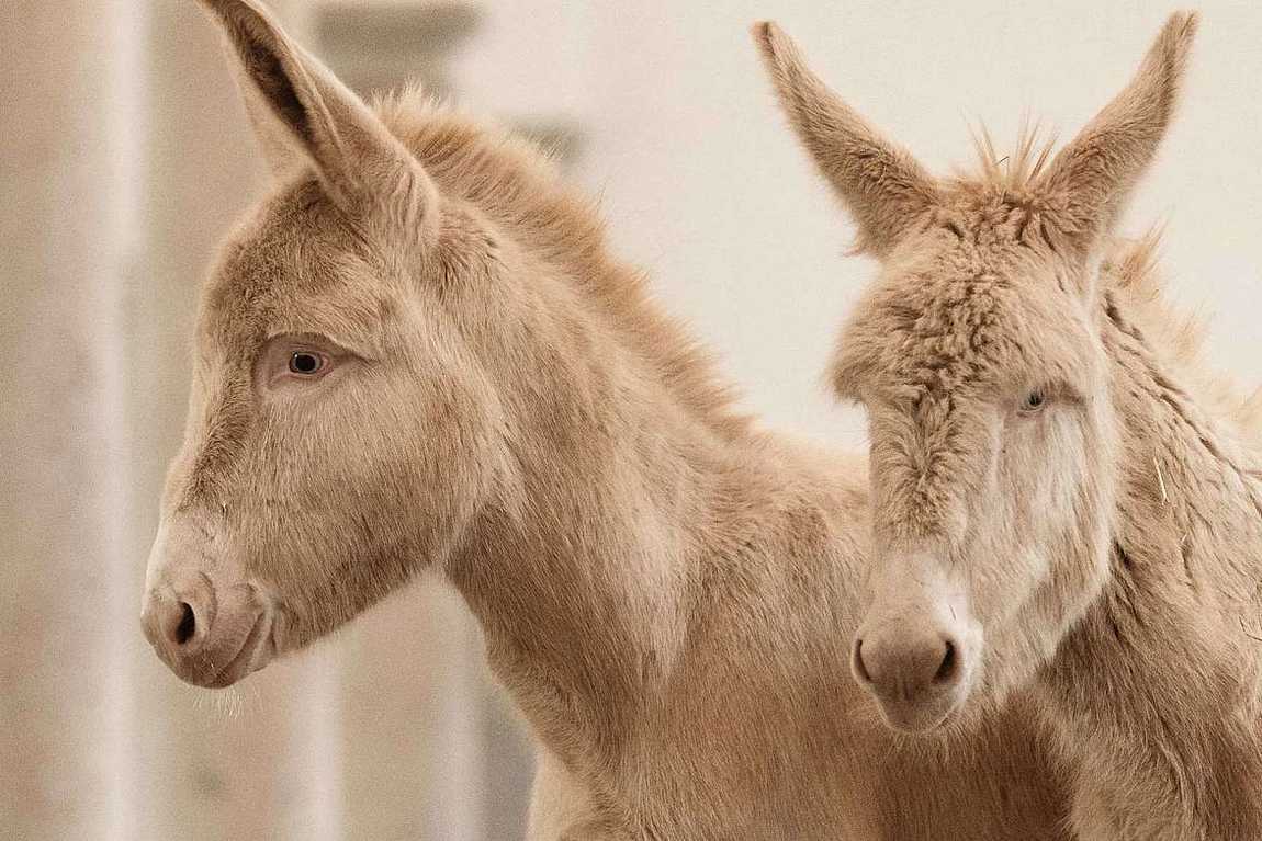 the schloss hof estate farm photo 2