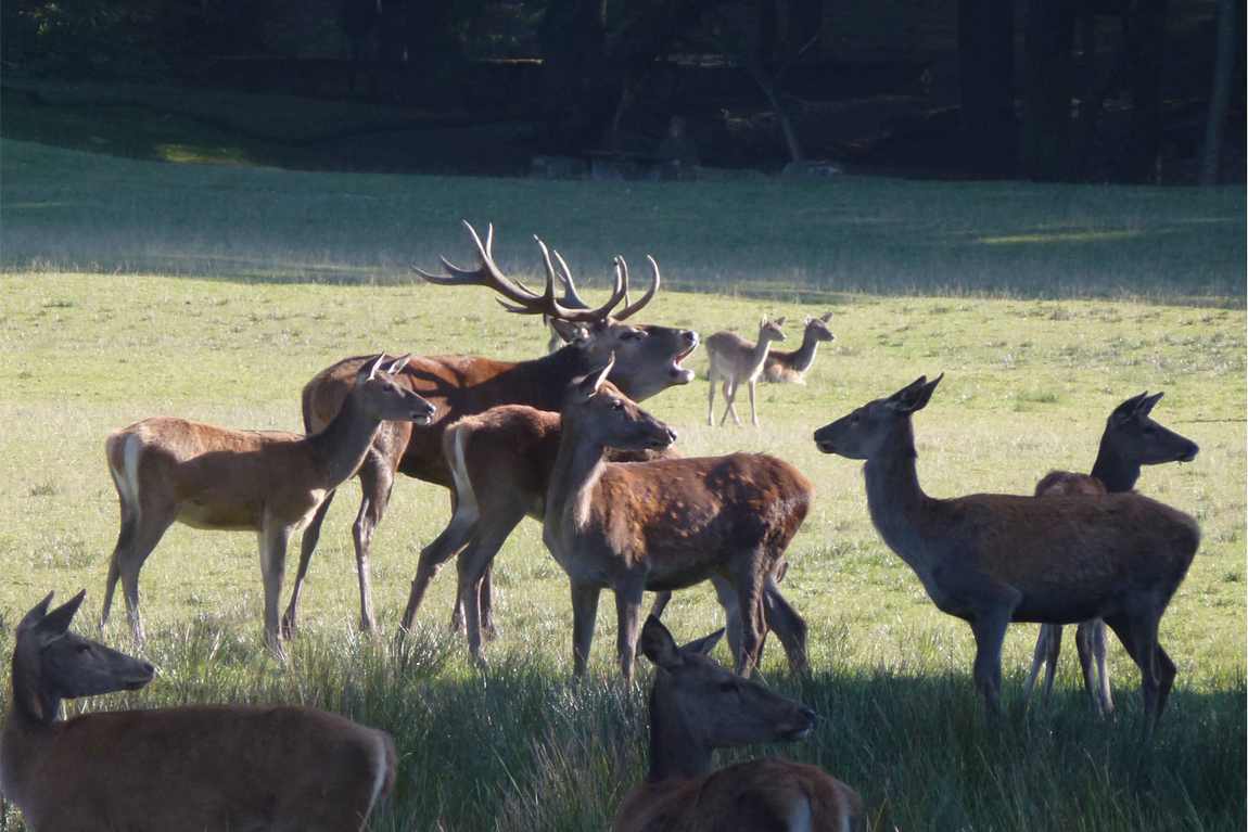 wildpark johannismühle photo 1