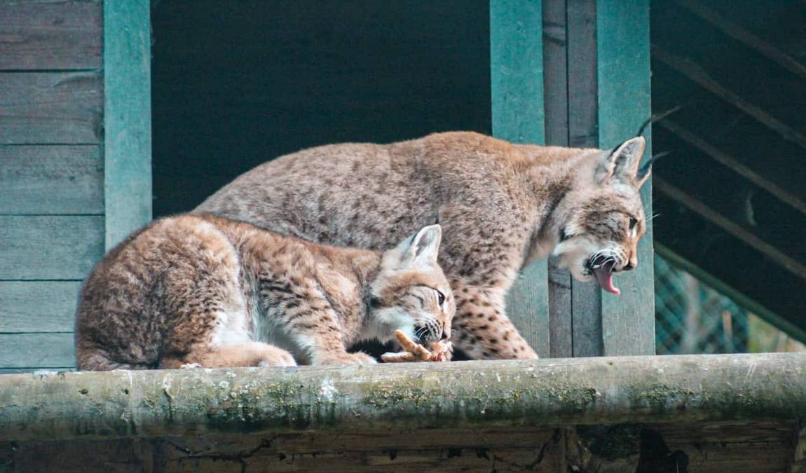 wild & adventure park ferleiten photo 4