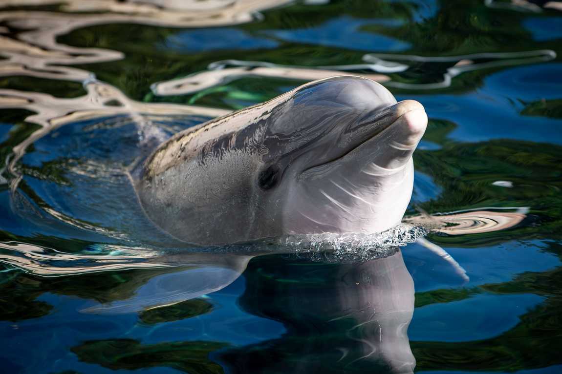 dolphinarium in the zoo of nuremberg photo 1