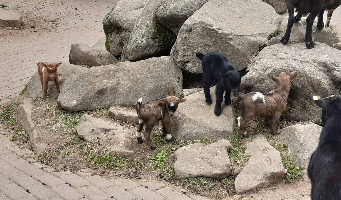 wildpark gersfeld photo 5