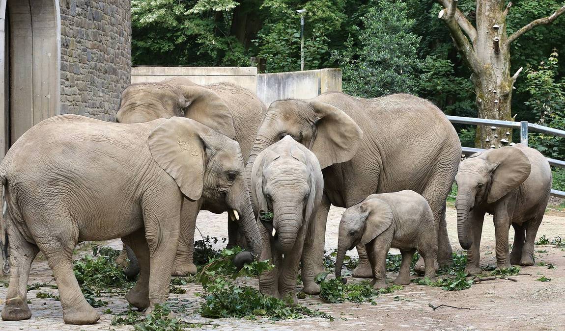 wuppertal zoo photo 2