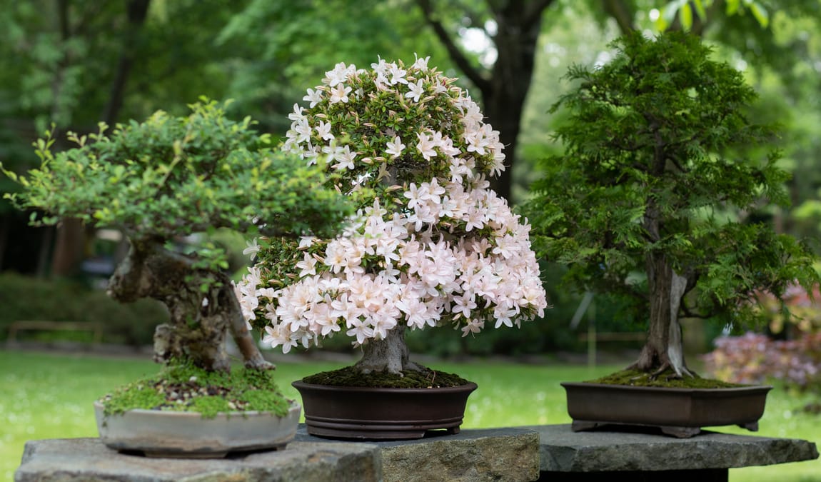 prague botanical garden photo 4