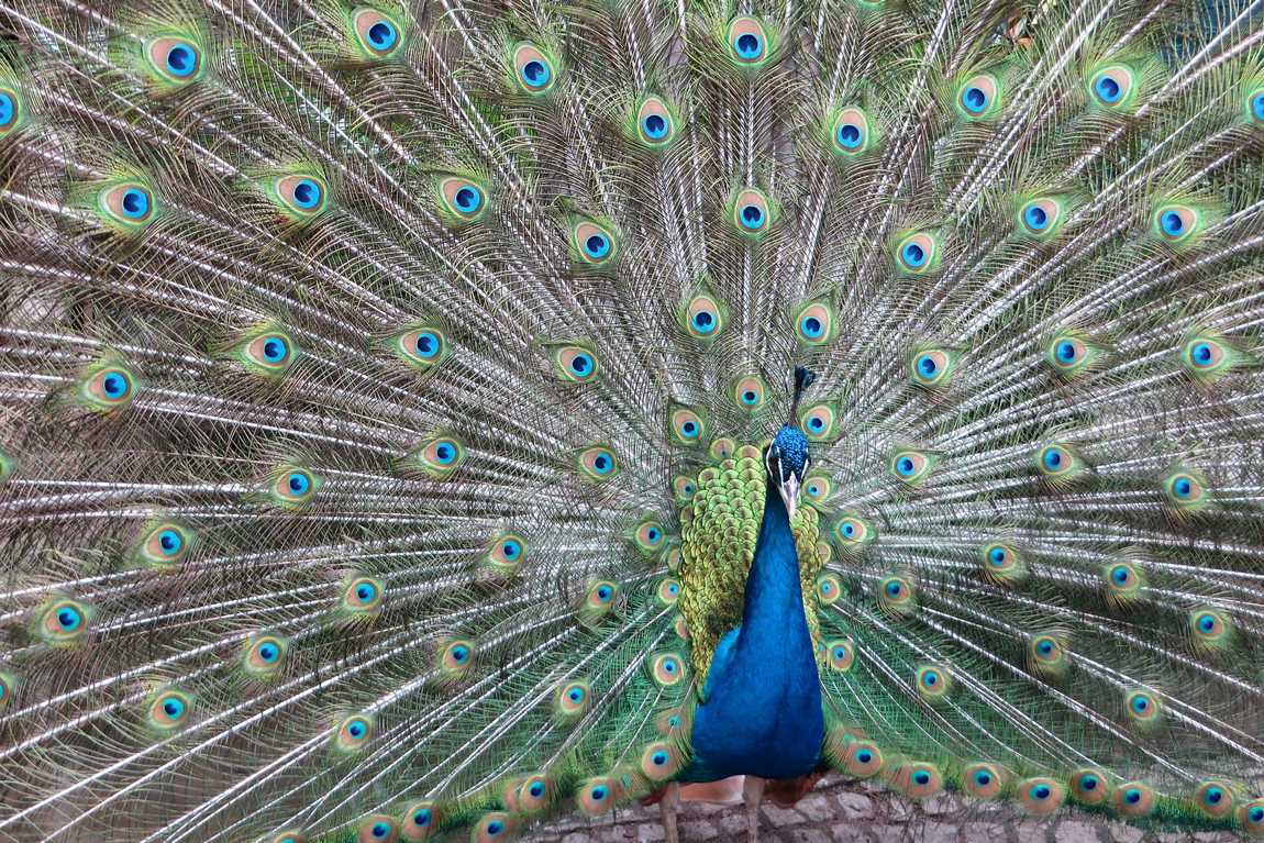 bird park walsrode photo 1