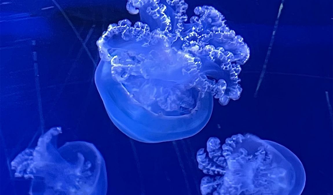 aquarium geomar photo 5