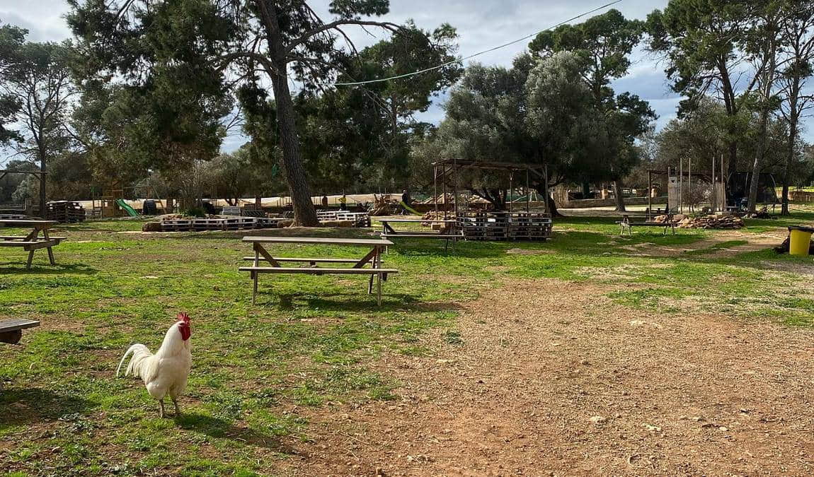 fresopolis mallorca photo 6