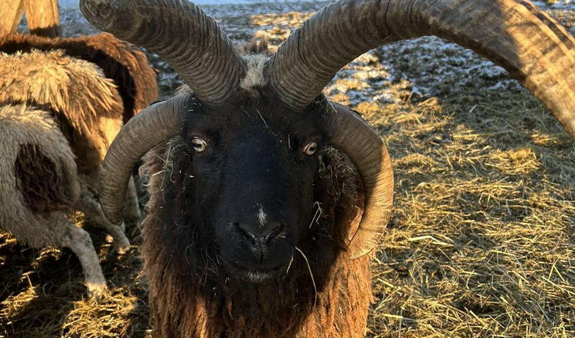 wildpark altenfelden photo 4