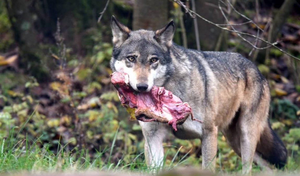 wildlife park in silz photo 3