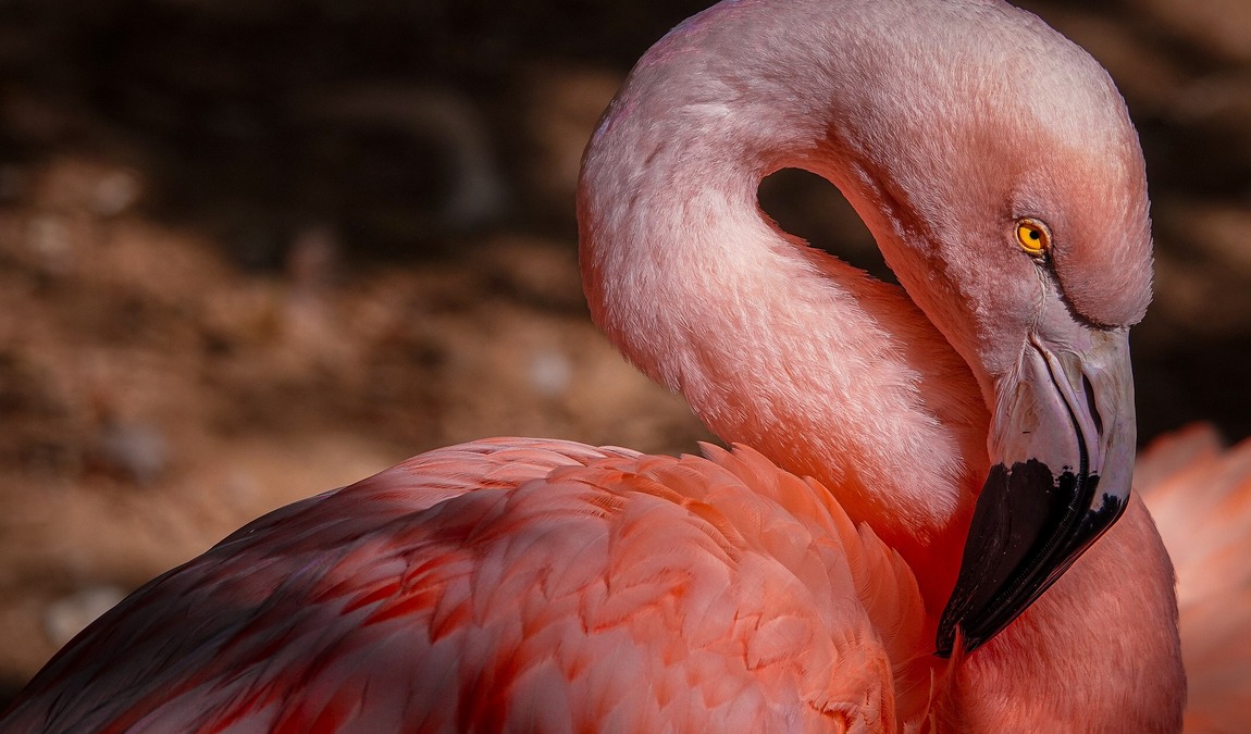 bird park schifferstadt photo 2